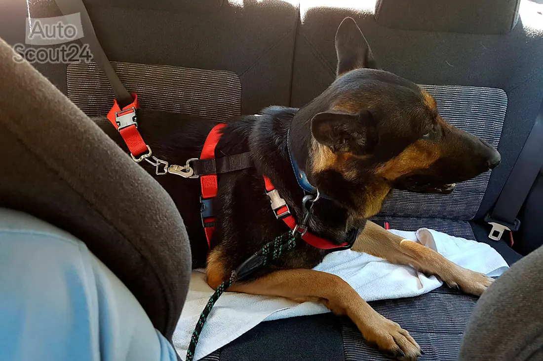 mascota con arnés mascota con arnés