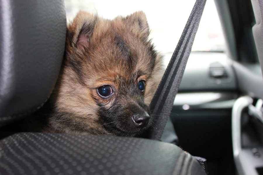 perro coche 03