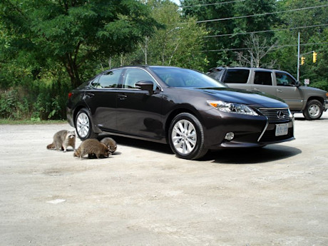 Editorial 2013 lexus es 300h ms 008 1781