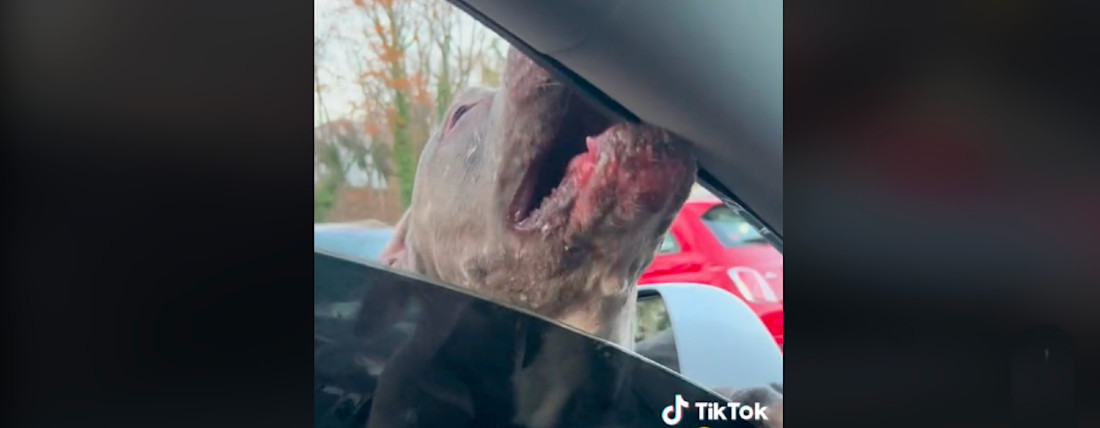 “Hallo verzekering? Een hond heeft mijn Tesla opgegeten”