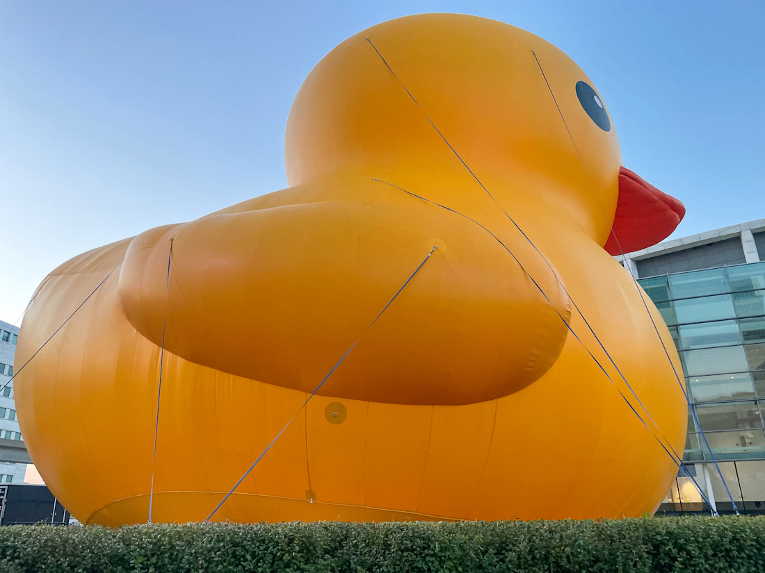 Editorial duck 1 of 2
