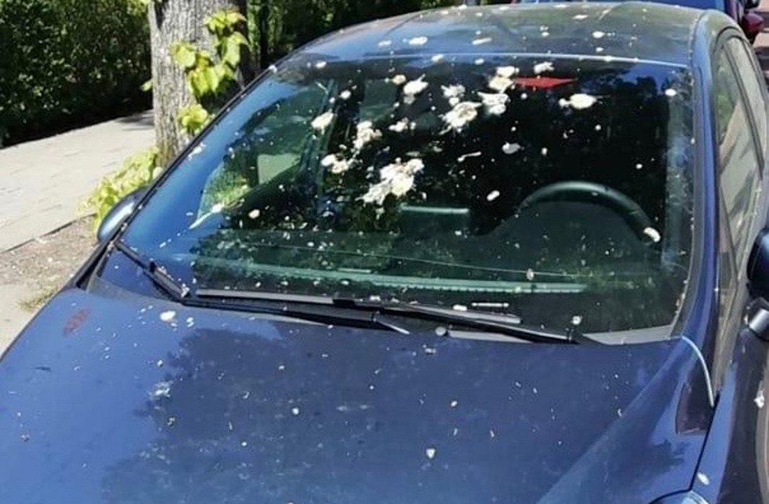 Escrementi di uccelli sulla carrozzeria: quali danni fanno, come pulirli