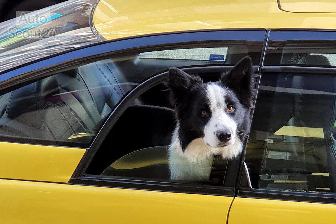 Cómo viajar con mascotas en el coche