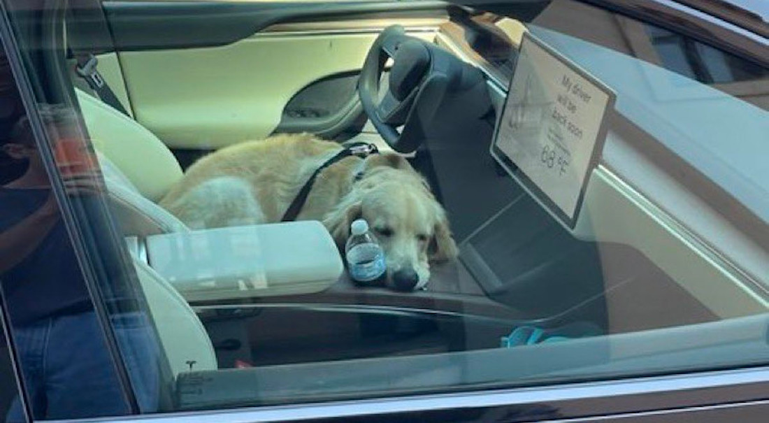 Cet adorable golden retriever démontre le "mode chien" de Tesla