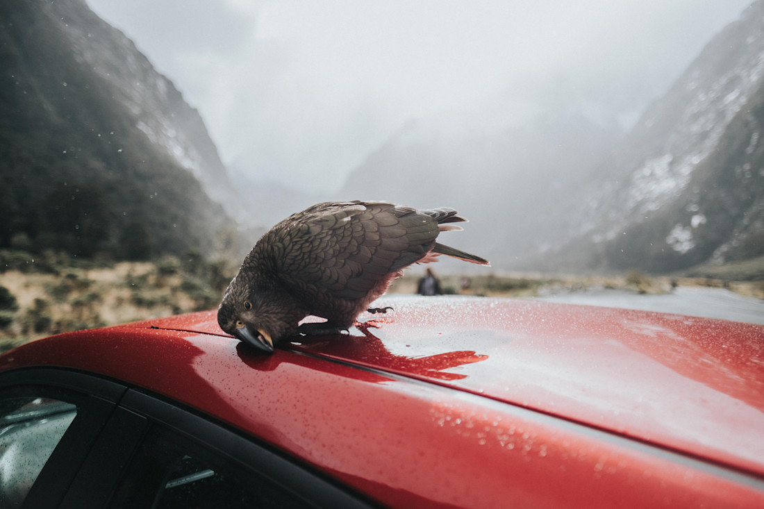 Vogelkot vom Auto entfernen
