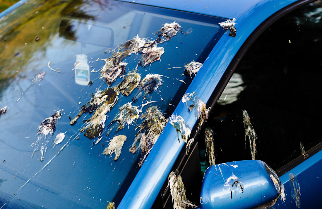Escrementi uccelli sul parabrezza