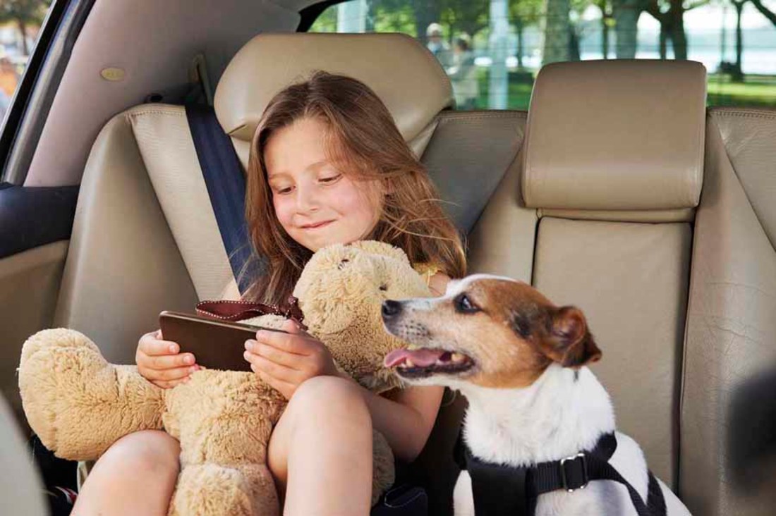 Cómo viajar con perros de manera segura en verano