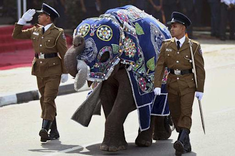 Editorial elephant