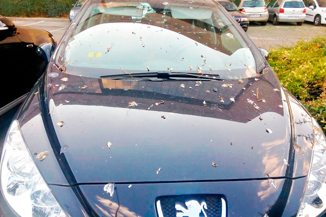 Cómo limpiar las cagadas de pájaros sin estropear la pintura