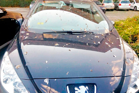 Limpiar cagadas pajaros