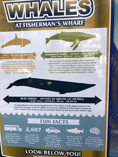 Editorial 05 mb fish wharf whale sign