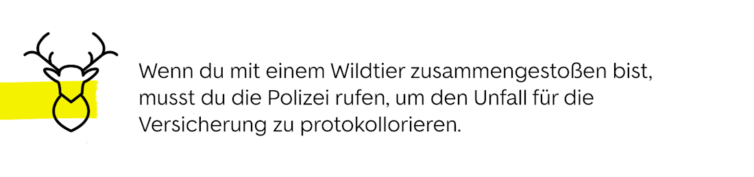 Strafe nach Wildunfall